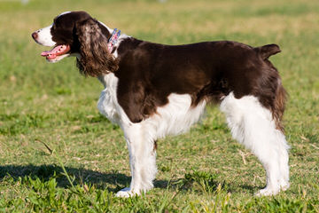 Akc Englsih Springer Spaniel Puppies - Dog Breeders