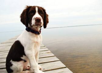 Holverson’s Springer Spaniels - Dog Breeders