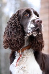 A K C English Springer Spanials - Dog Breeders