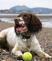 Beautiful 9 Week-Old Liver Male - Dog Breeders