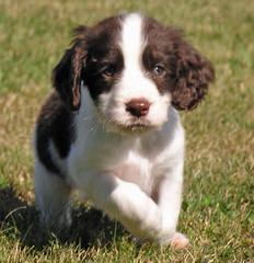 Beautiful 9 Week-Old Liver Male - Dog and Puppy Pictures