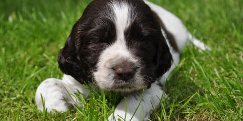 Holverson’s Springer Spaniels - Dog Breeders