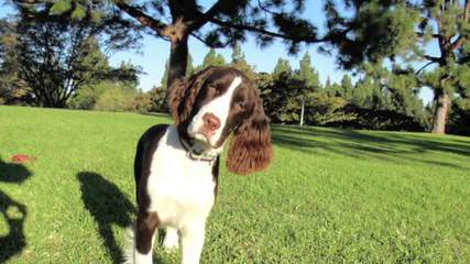 Prairie Springers - Dog Breeders