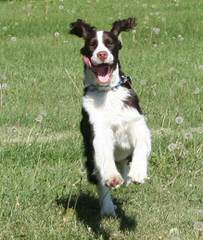 English Springers Spaniels - Dog Breeders