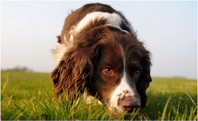 Roman Kennels - Dog Breeders