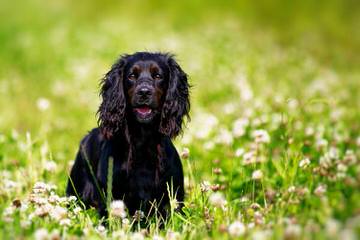 Deborah Keays - Dog Breeders