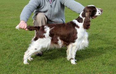 Akc English Springer Spaniels Liver & White - Dog and Puppy Pictures