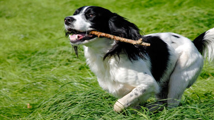 Quality Akc & Ukc English Springer Spaniels - Dog Breeders