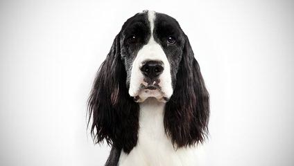 Cedarhome Springers - Dog Breeders