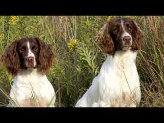 Carolina Kennels - Dog Breeders