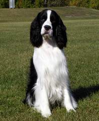 English Springer Spaniel Puppies - Dog Breeders