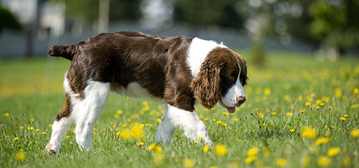 English Springer Spaniel Puppies - Dog and Puppy Pictures