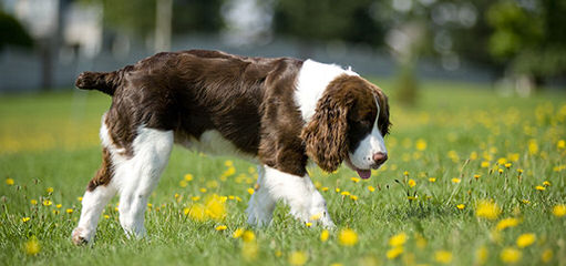 English Springer Spaniel Puppies - Dog Breeders