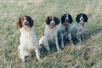 Field Breed Springer Spanials - Dog Breeders