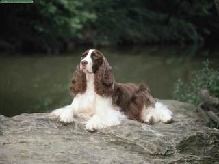 1St And 10 English Springer Spaniels - Dog Breeders