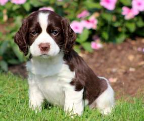 Akc Englsih Springer Spaniel Puppies - Dog Breeders