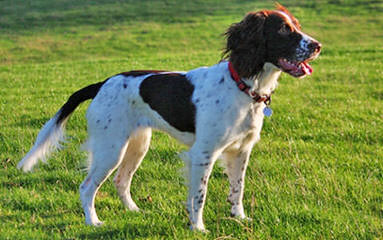 Beautiful 9 Week-Old Liver Male - Dog Breeders