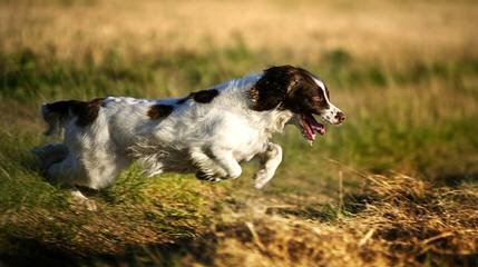 Holverson’s Springer Spaniels - Dog and Puppy Pictures