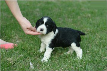 Kinship Kennels - Dog Breeders