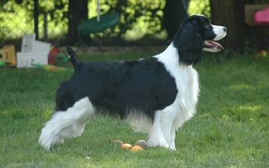 English Springers Spaniels - Dog Breeders