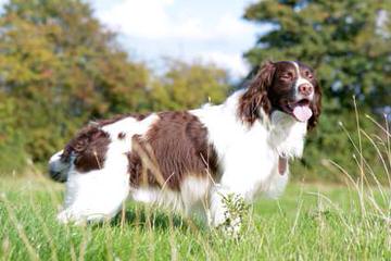 Akc Englsih Springer Spaniel Puppies - Dog and Puppy Pictures