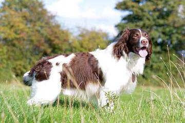 Field Breed Springer Spanials - Dog Breeders