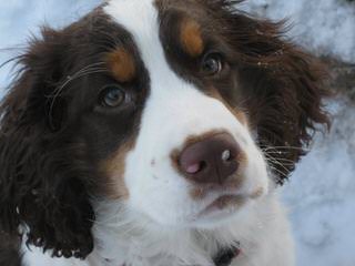 Akc English Springer Spaniels - Dog Breeders