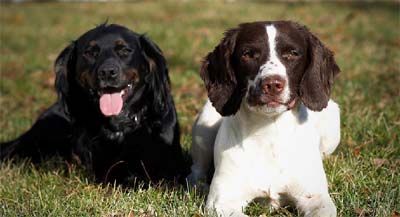 Cedarhome Springers - Dog and Puppy Pictures