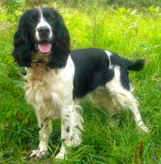 English Springer Spaniel Puppies - Dog and Puppy Pictures