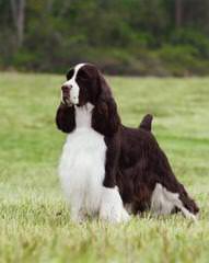 Roman Kennels - Dog Breeders