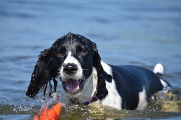 Springer Spaniel Male For Stud - Dog and Puppy Pictures