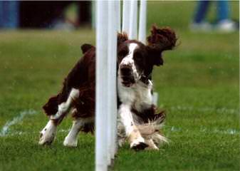 1St And 10 English Springer Spaniels - Dog and Puppy Pictures