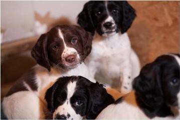 Akc Englsih Springer Spaniel Puppies - Dog and Puppy Pictures