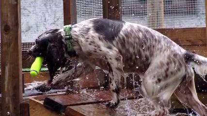 Holverson’s Springer Spaniels - Dog Breeders