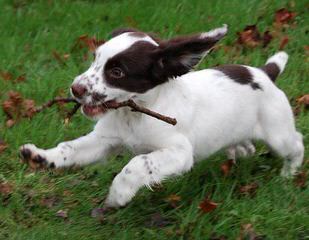 A K C English Springer Spanials - Dog Breeders