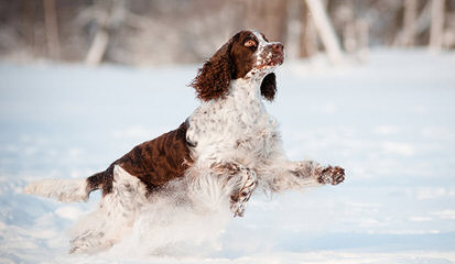 English Springer Spaniel Puppies - Dog and Puppy Pictures