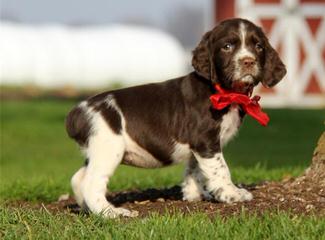 1St And 10 English Springer Spaniels - Dog and Puppy Pictures