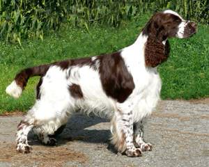 English Springers Spaniels - Dog and Puppy Pictures