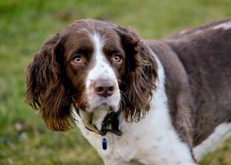 BOWMANS SPRINGERS - Dog and Puppy Pictures