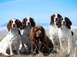 Akc English Springer Spaniels - Dog Breeders