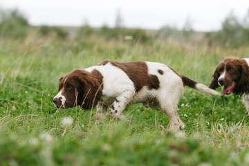 A K C English Springer Spanials - Dog and Puppy Pictures