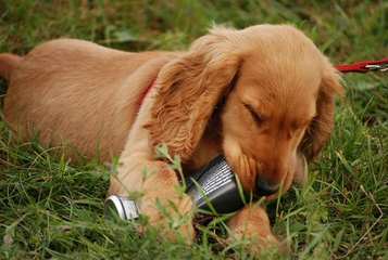 Holverson’s Springer Spaniels - Dog and Puppy Pictures