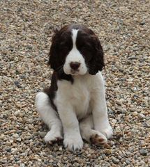 English Springer Spaniel Puppies - Dog Breeders