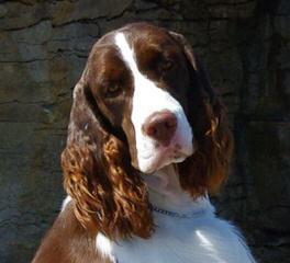 Akc English Springer Spaniels Liver & White - Dog Breeders