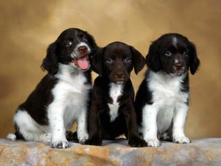 Field Breed Springer Spanials - Dog Breeders