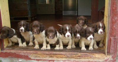 Prairie Springers - Dog and Puppy Pictures