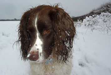 Quality Akc & Ukc English Springer Spaniels - Dog Breeders