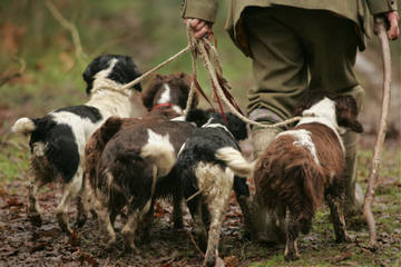 Cedarhome Springers - Dog and Puppy Pictures