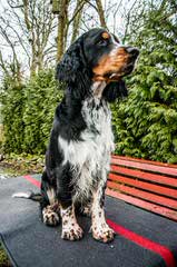 Quality Akc & Ukc English Springer Spaniels - Dog Breeders