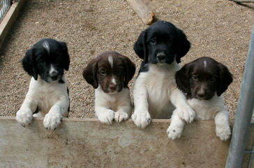 Beautiful 9 Week-Old Liver Male - Dog and Puppy Pictures